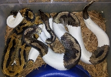 2010 Axanthic pied ball python ?