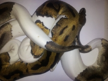 Axanthic pied 2010