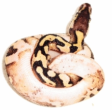 2012 Pastel calico