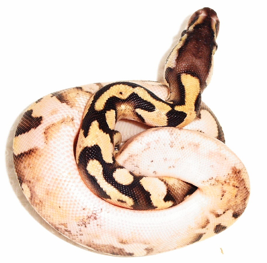 2012 Pastel calico