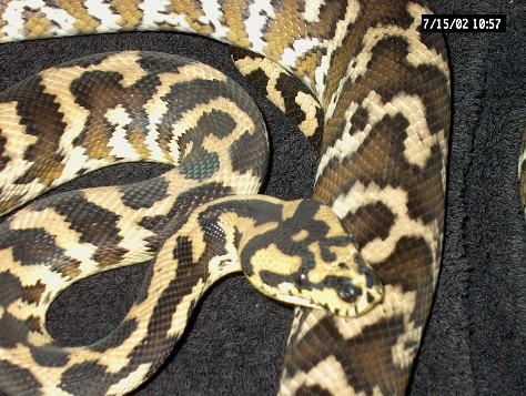 Irian Jaya Carpet Female #1