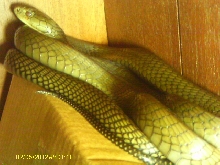 9ft Ophiophagus hannah