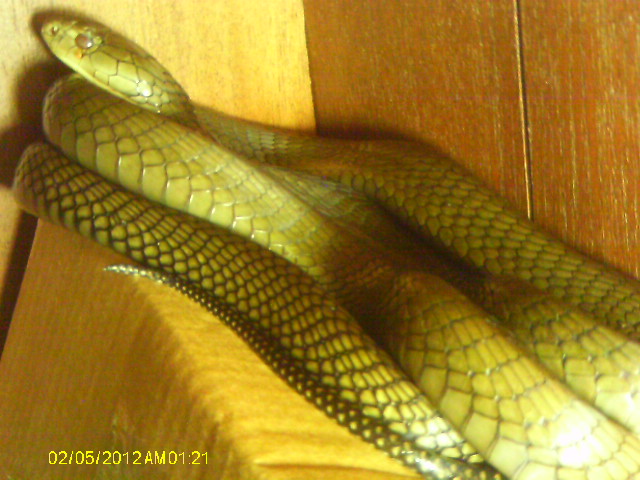 9ft Ophiophagus hannah