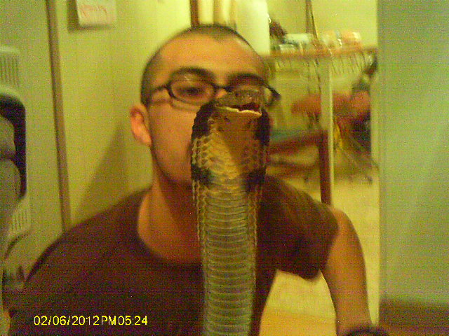 kissing Ophiophagus hannah