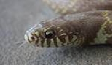 T- caramel albino desert king