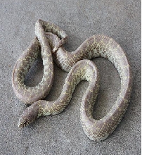T- carmel albino