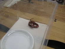 2010 Baby St. Mary's Coastal Plains Milk Snake