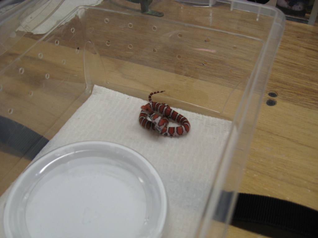 2010 Baby St. Mary's Coastal Plains Milk Snake