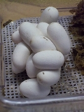 2011 St. Mary's Coastal Eggs (4/4/11)