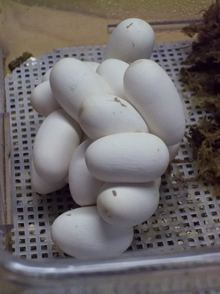 2011 St. Mary's Coastal Eggs (4/4/11)