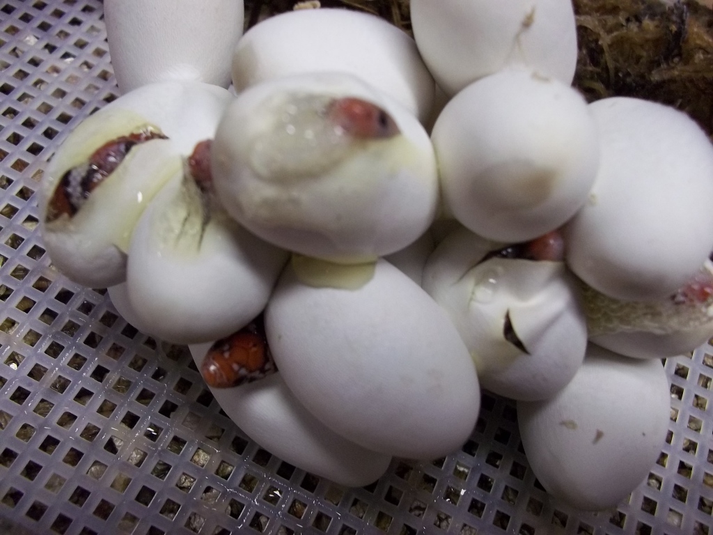 2011 St. Mary's Eggs Hatching