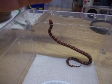 2011 St. Mary's Hatchling