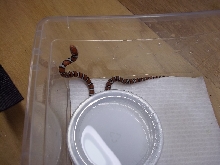 2011 St. Mary's Hatchling