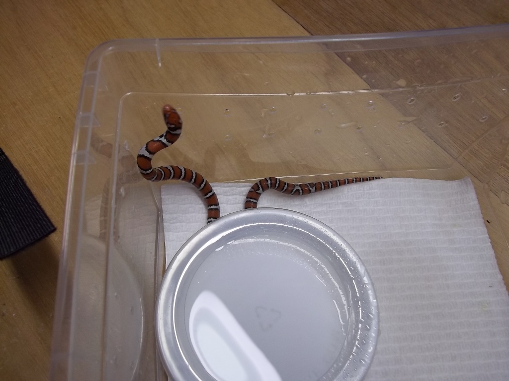 2011 St. Mary's Hatchling