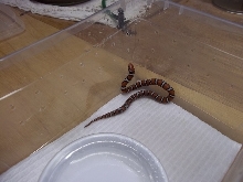 2011 St. Mary's Hatchling