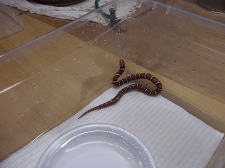 2011 St. Mary's Hatchling