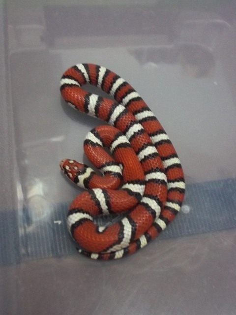 2011 Female St. Mary's Coastal for future breeding