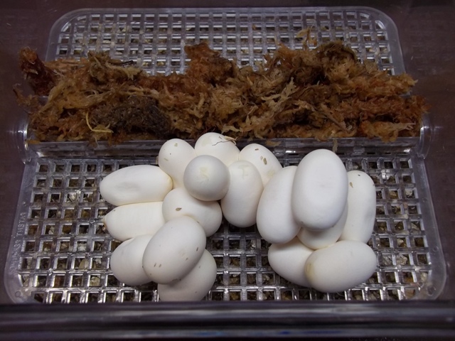 2012 St. Mary's Coastal Eggs