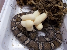 2012 New Hampshire Eastern Eggs