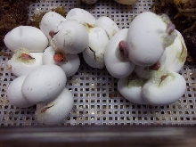 2012 St. Mary's Coastals Hatching