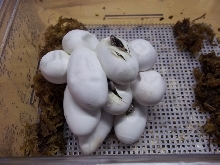 2012 Sinaloan Eggs Hatching