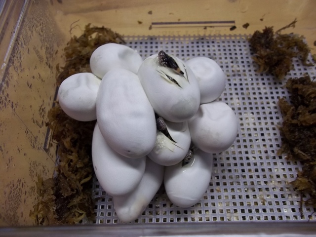 2012 Sinaloan Eggs Hatching