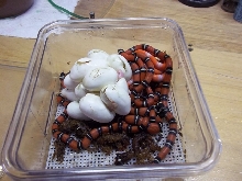 2012 Sinaloan Hatchlings