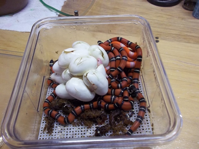 2012 Sinaloan Hatchlings