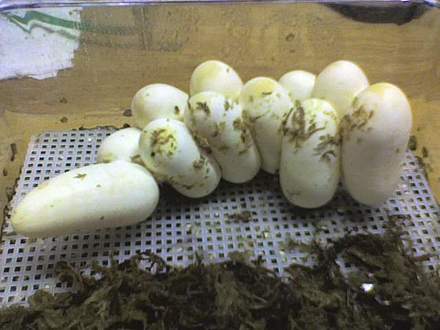 2011 Sinaloan Eggs
