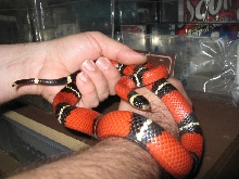 Adult Male Sinaloan Milk Snake