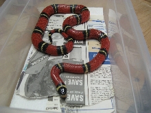 Adult Female Sinaloan Milk Snake