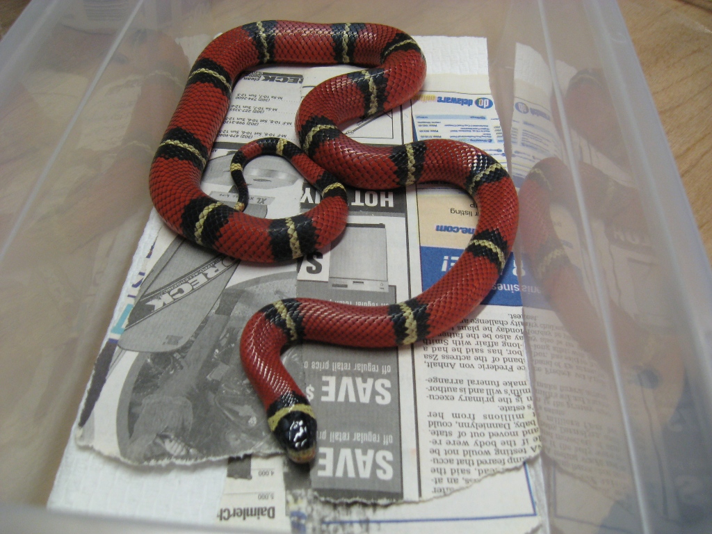 Adult Female Sinaloan Milk Snake