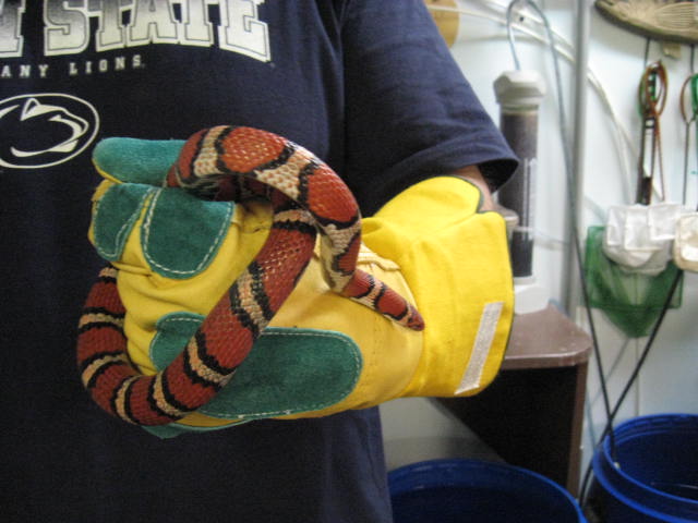 Adult Female St. Mary's Coastal Plains Milk Snake