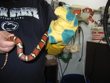 Adult Male St. Mary's Coastal Plains Milk Snake
