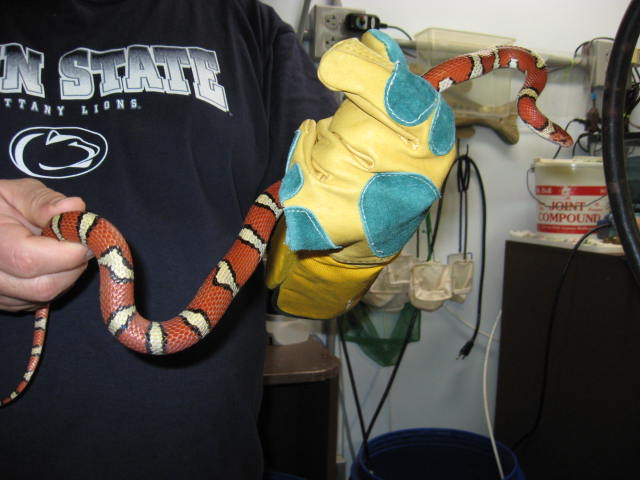 Adult Male St. Mary's Coastal Plains Milk Snake