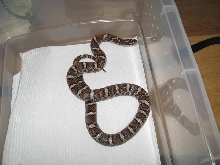 Eastern Female - No Locale