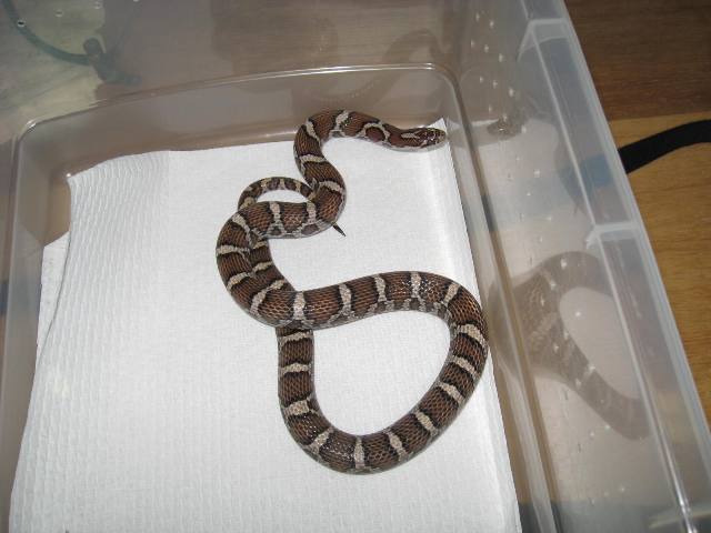 Eastern Female - No Locale