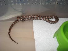 Eastern Male - No Locale