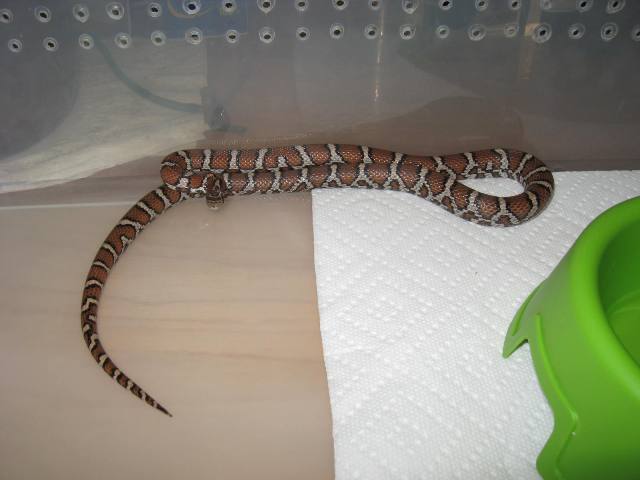 Eastern Male - No Locale
