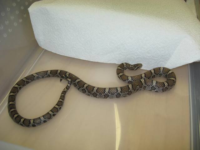 Female Eastern - New Hampshire Locale