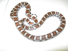 Male Eastern - New Hampshire locale