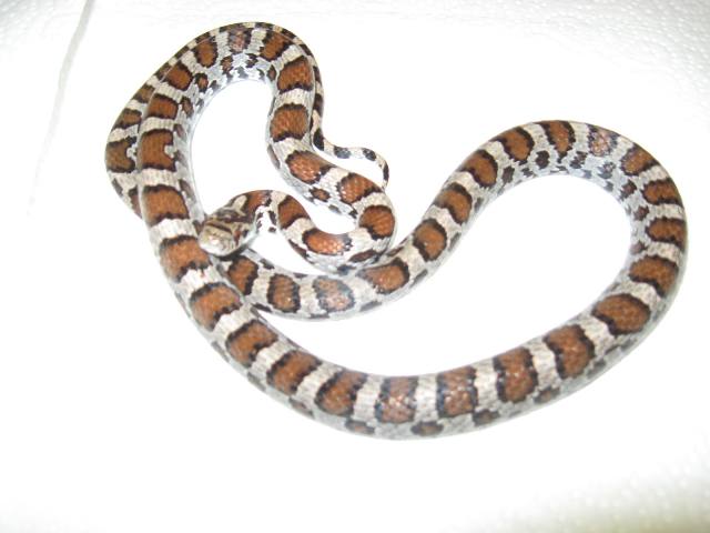 Male Eastern - New Hampshire locale