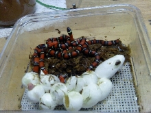 2011 Sinaloans Hatching - 9/3/11