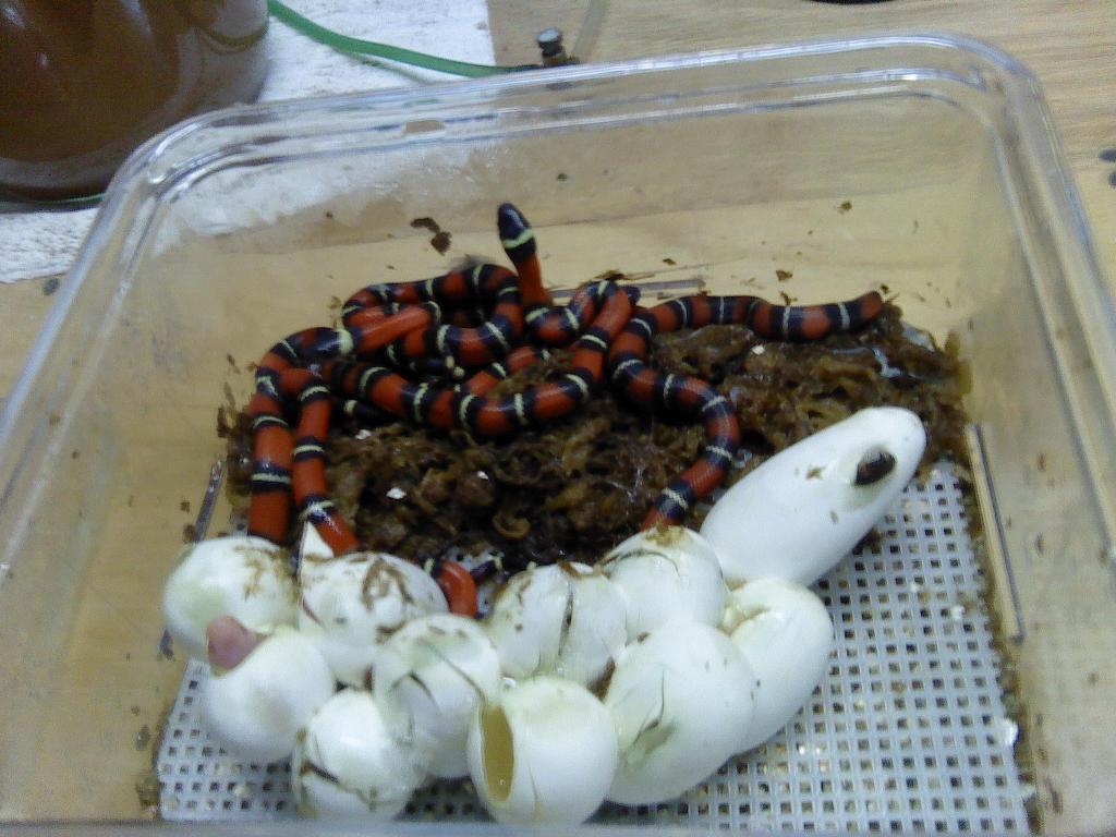 2011 Sinaloans Hatching - 9/3/11