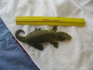 R. leachianus Yate female pic1