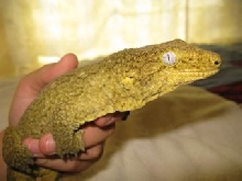 R. leachianus Yate female pic2