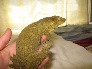 R. leachianus Yate female pic3