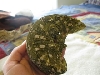 R. Leachianus hybrid female pic1
