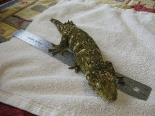R Leachianus hybrid female pic2