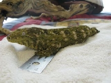 R Leachianus hybrid female pic3